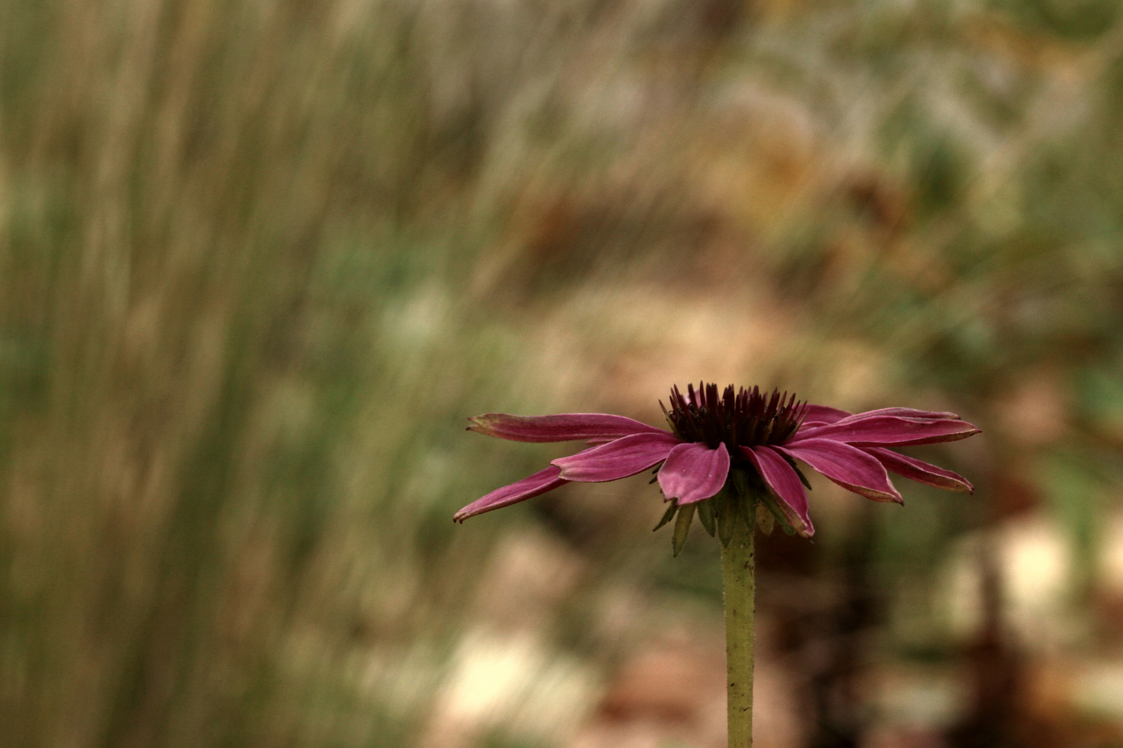 valse d'automne