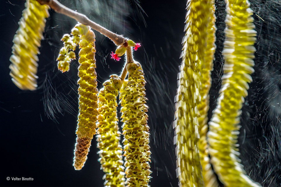 ©-Valter-Binotto_Wildlife-Photographer-of-the-Year-Plants-winner