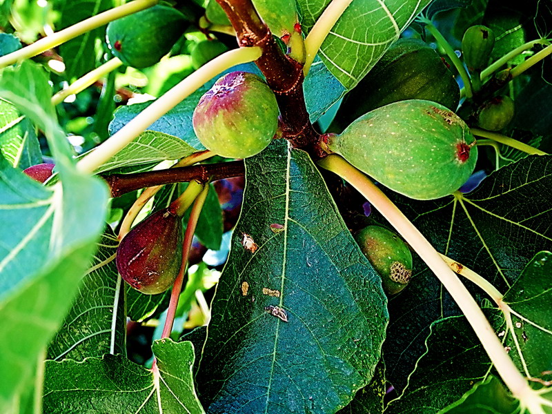 ¡Vamos a por fruta!!!