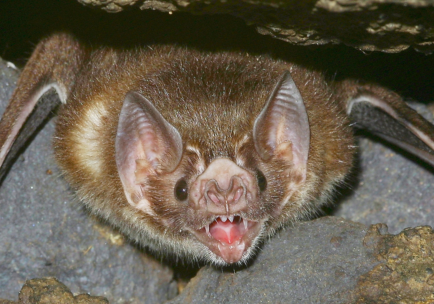Vampir-Fledermaus (Desmodus sp.)