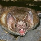 Vampir-Fledermaus (Desmodus sp.)