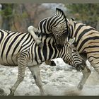 Vampir - Zebra