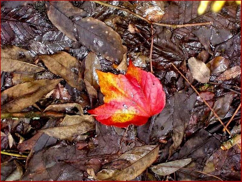 Vampire leaf