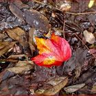 Vampire leaf