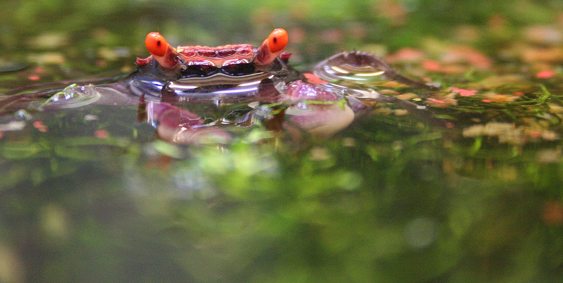 Vampirkrabbe, Geosesarma sp.