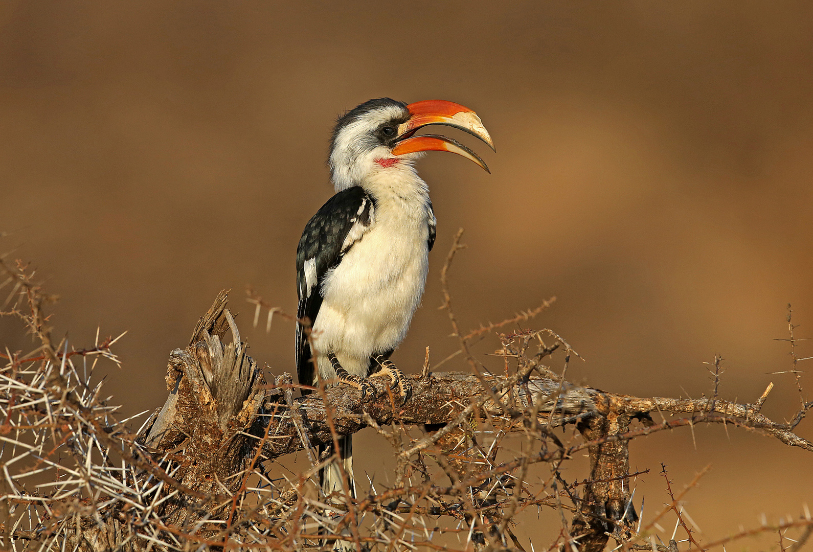 Van der Decken`s Hornbill