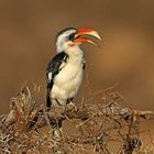 Van der Decken`s Hornbill