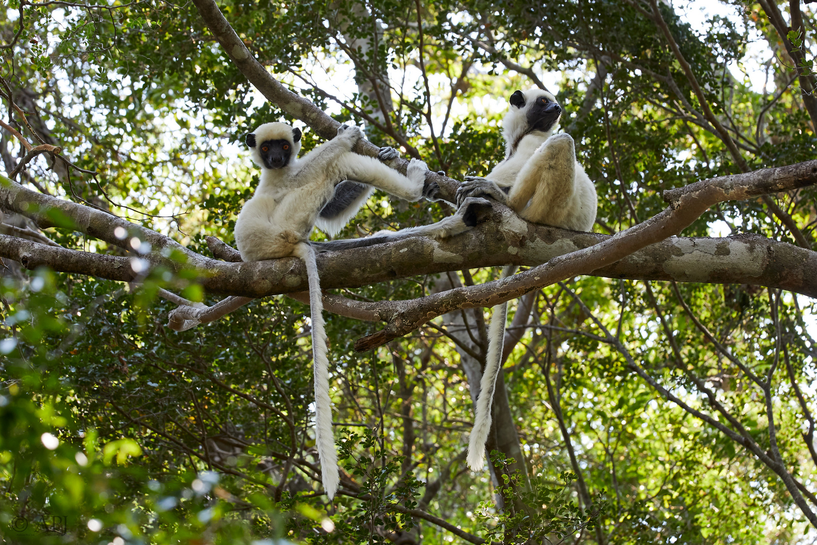 Van der decken's Sifakas