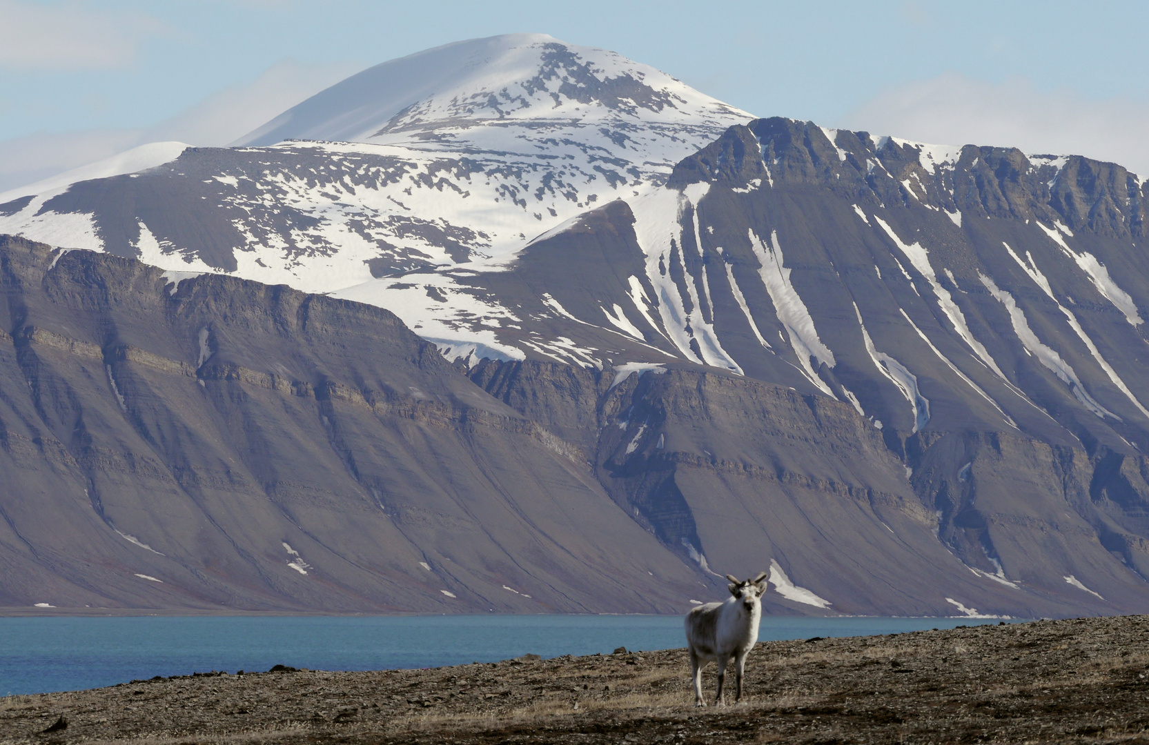 Van Keulenfjord mit Rentier