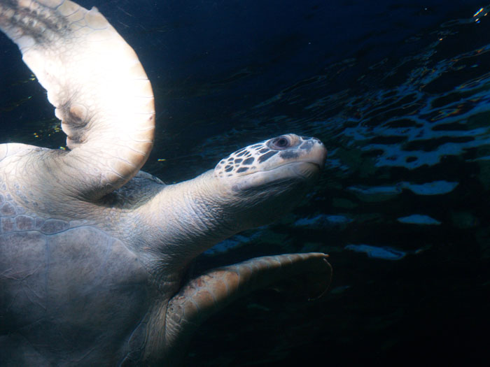 Vancouver Aquarium