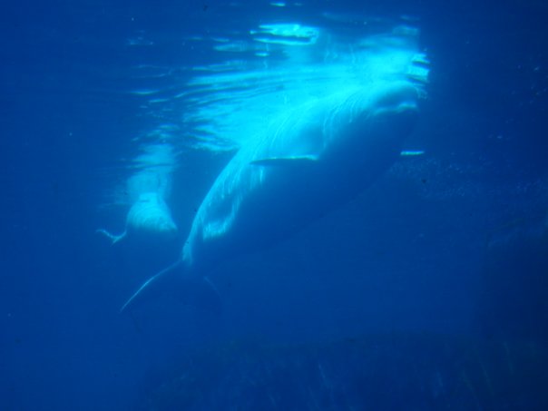 Vancouver Aquarium