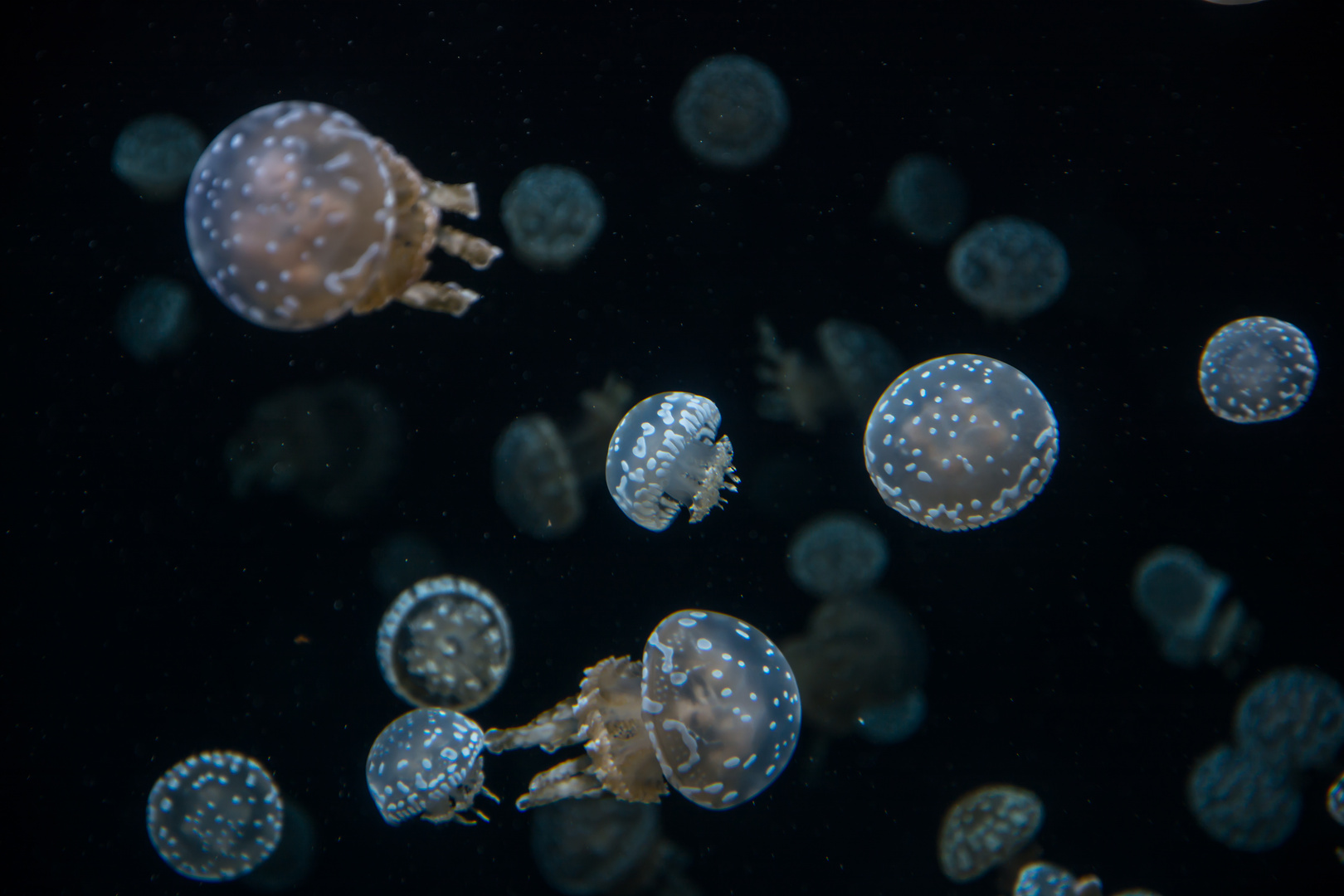 Vancouver Aquarium