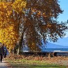 Vancouver Autumn (3)