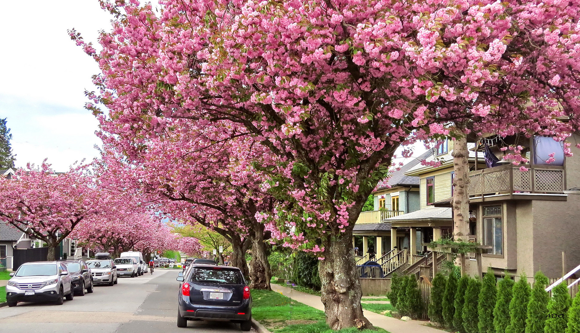 Vancouver in April (2)