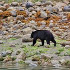 Vancouver island schwarzbaer