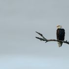 Vancouver Islands Dauergast!