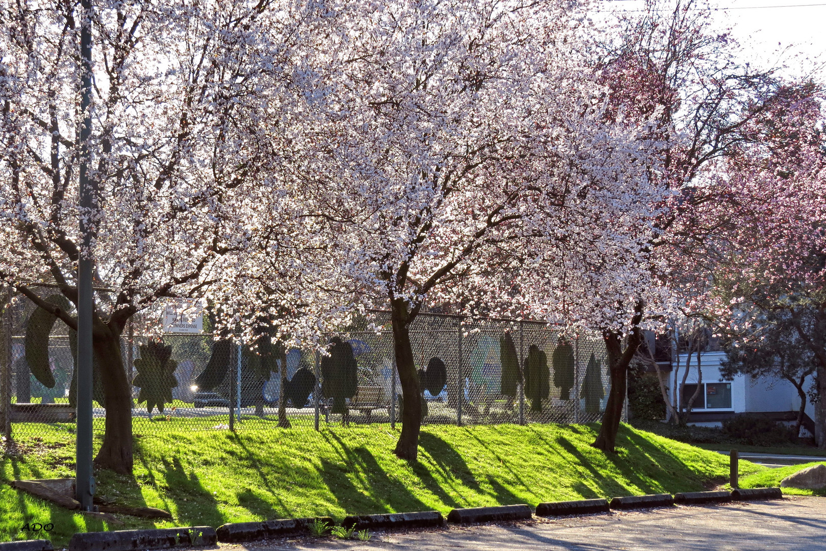 Vancouver Living - Cherry Trees in Febr. 2015 (2)