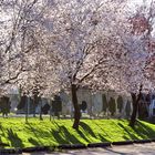 Vancouver Living - Cherry Trees in Febr. 2015 (2)