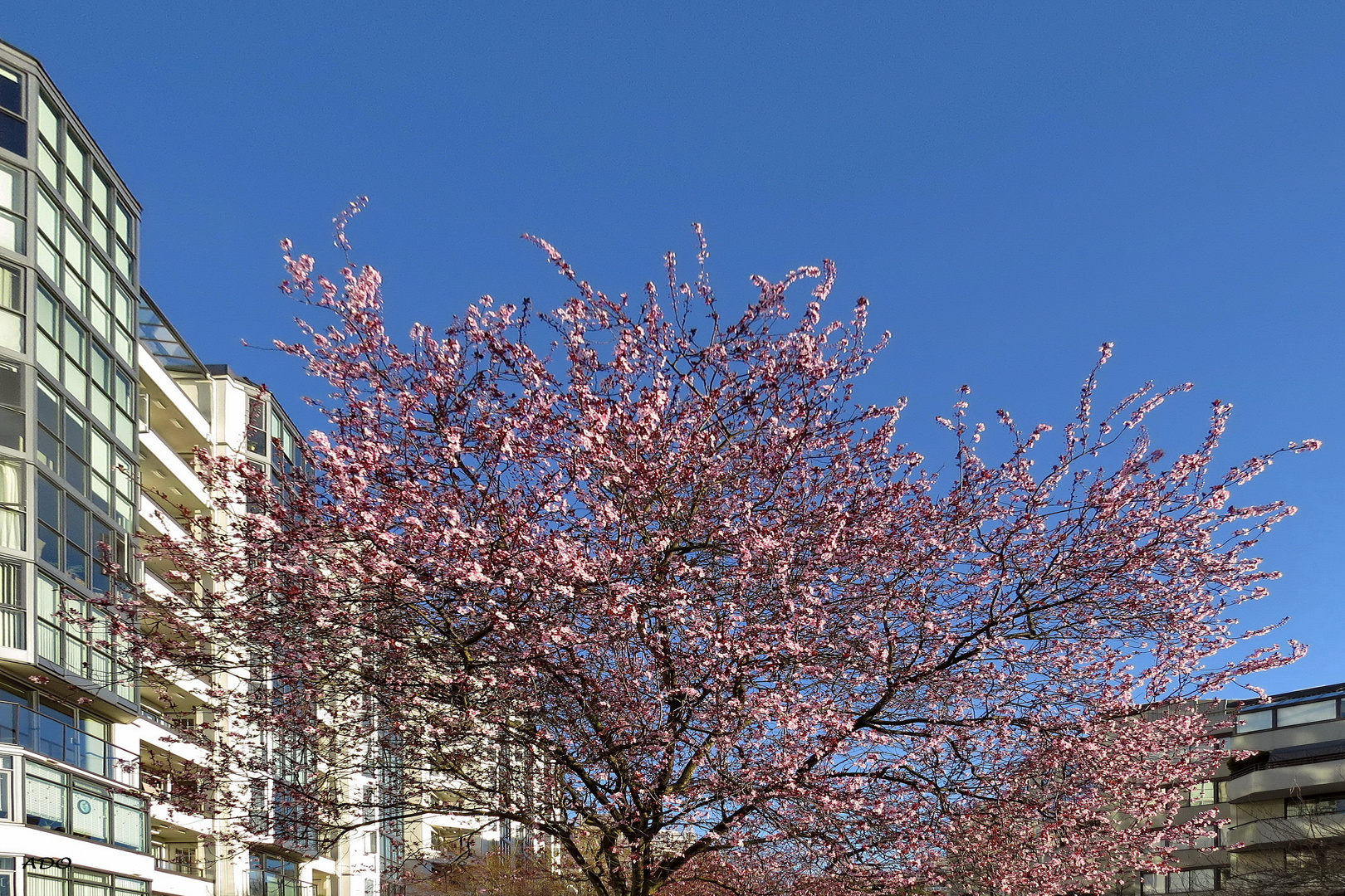 Vancouver Living - Cherry Trees In Febr.  2015