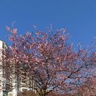 Vancouver Living - Cherry Trees In Febr.  2015
