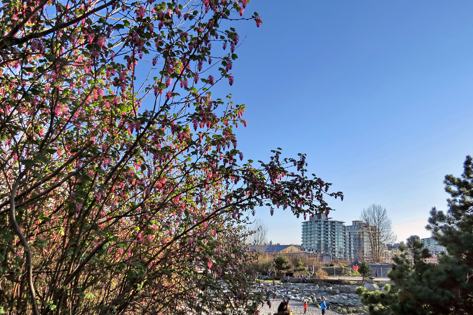 Vancouver Living - Flowering Currants in Febr. 2015