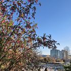 Vancouver Living - Flowering Currants in Febr. 2015