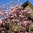 Vancouver Living - Magnolias in Febr. 2015 (2)