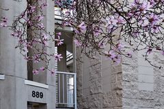 Vancouver Living - Magnolias in Febr. 2015