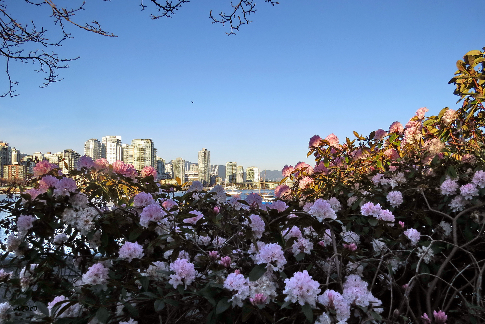 Vancouver Living - Rhododendrons in Febr. 2015