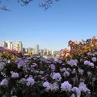 Vancouver Living - Rhododendrons in Febr. 2015