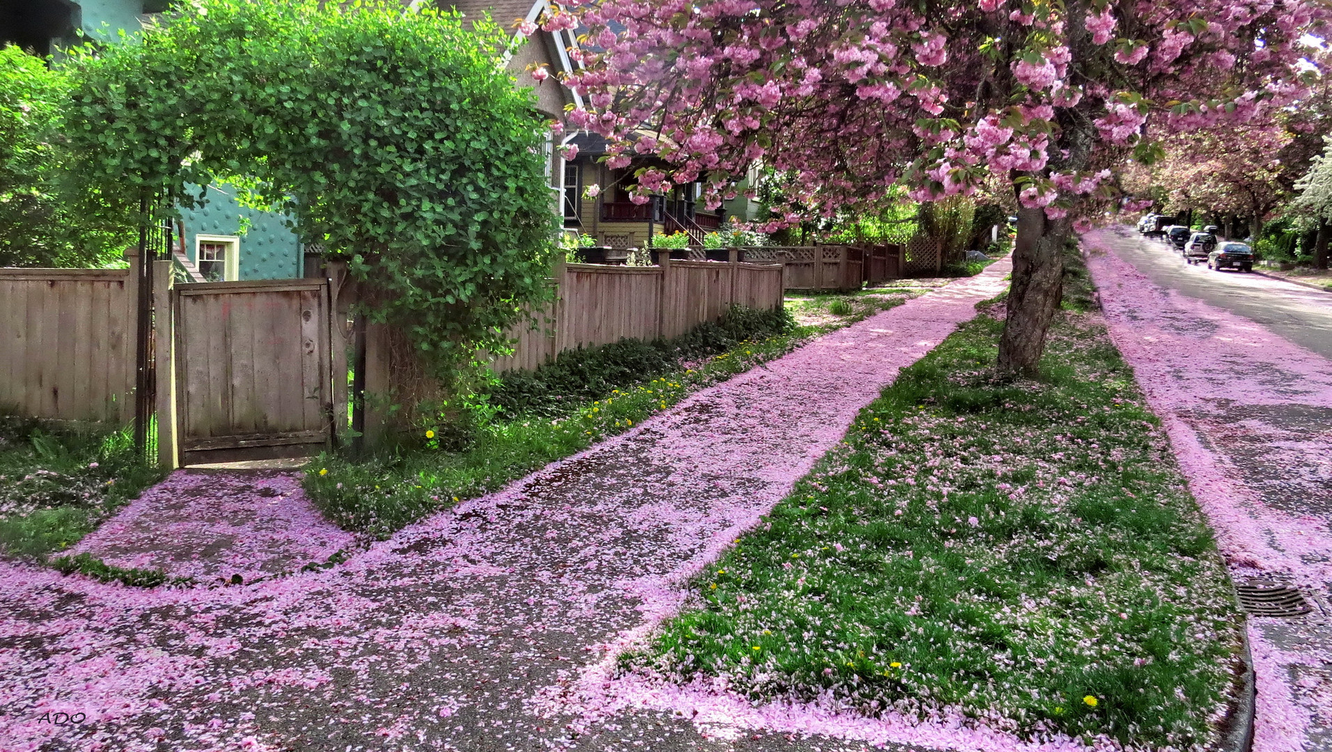 Vancouver Living - when the blossoms are falling