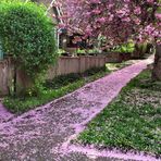 Vancouver Living - when the blossoms are falling