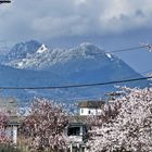 Vancouver Living .... with a view of Winter and Spring