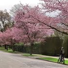 Vancouver Living -  with Cherry Trees