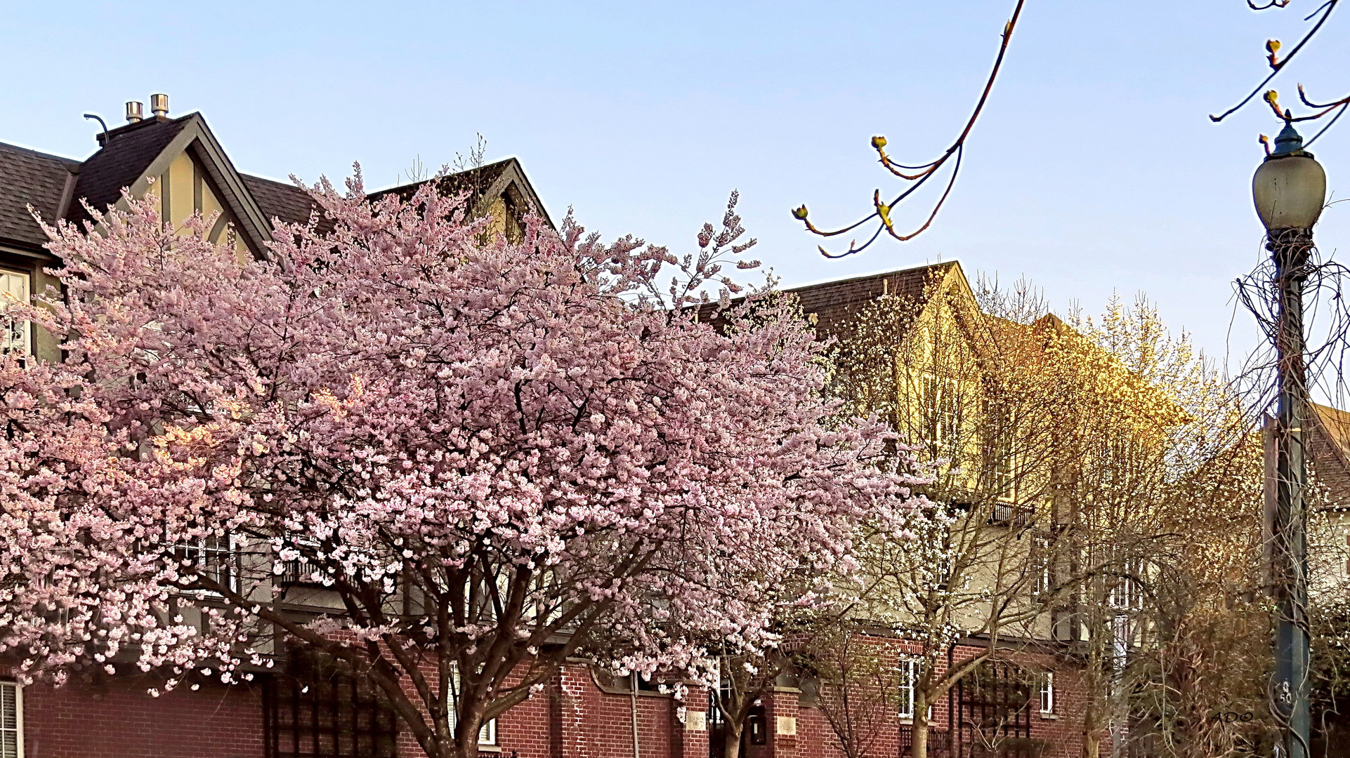 Vancouver Living - with Japanese cherry trees