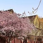 Vancouver Living - with Japanese cherry trees