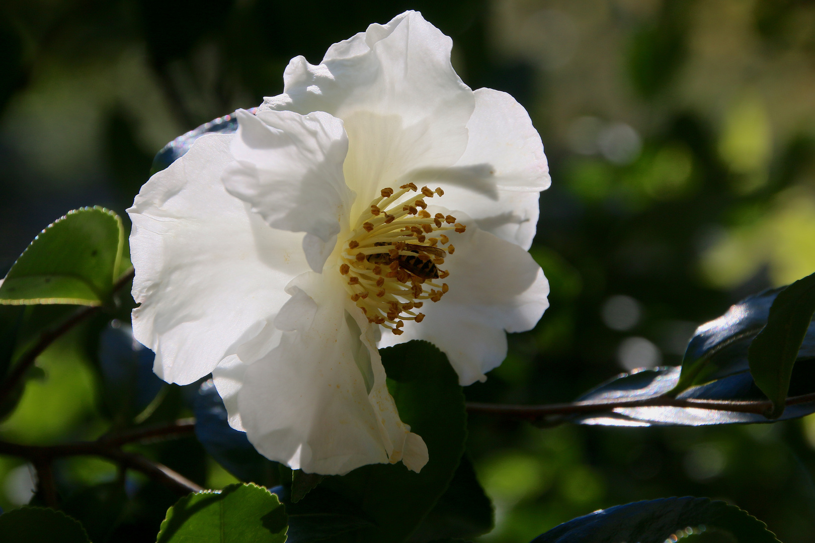 Vancouver - SEN PARK - Impressionen ...´15 / 1724b