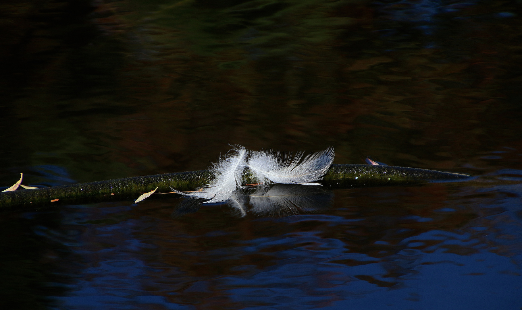 Vancouver - SEN PARK - Impressionen ...´15 / 1740bZs