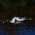 Vancouver - SEN PARK - Impressionen ...´15 / 1740bZs