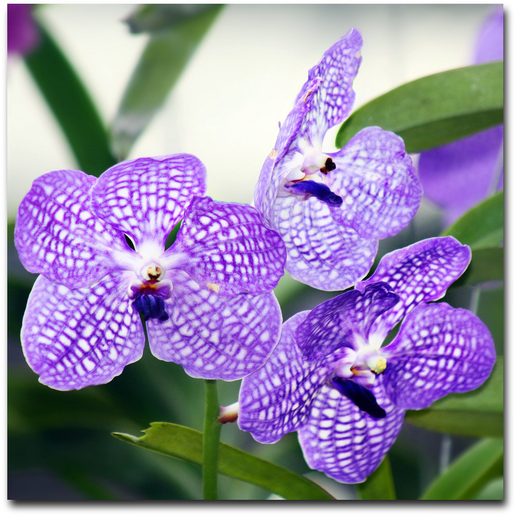 Vanda