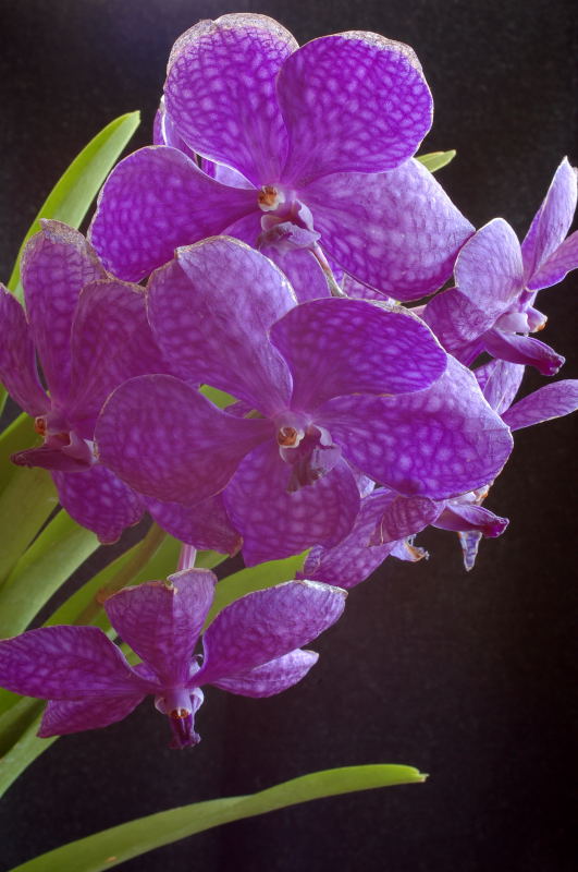 Vanda