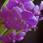 Vanda