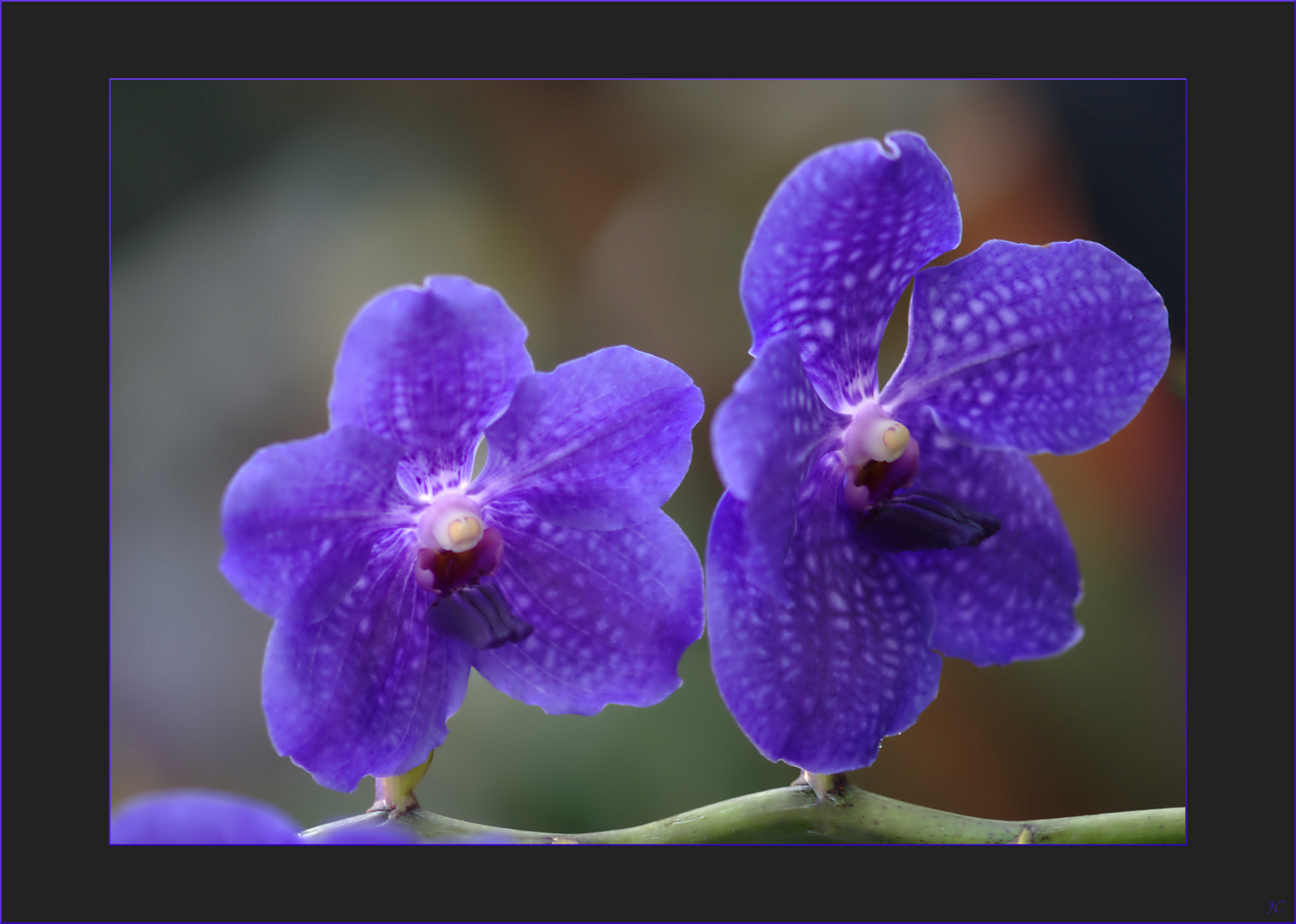 Vanda