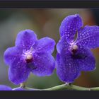 Vanda