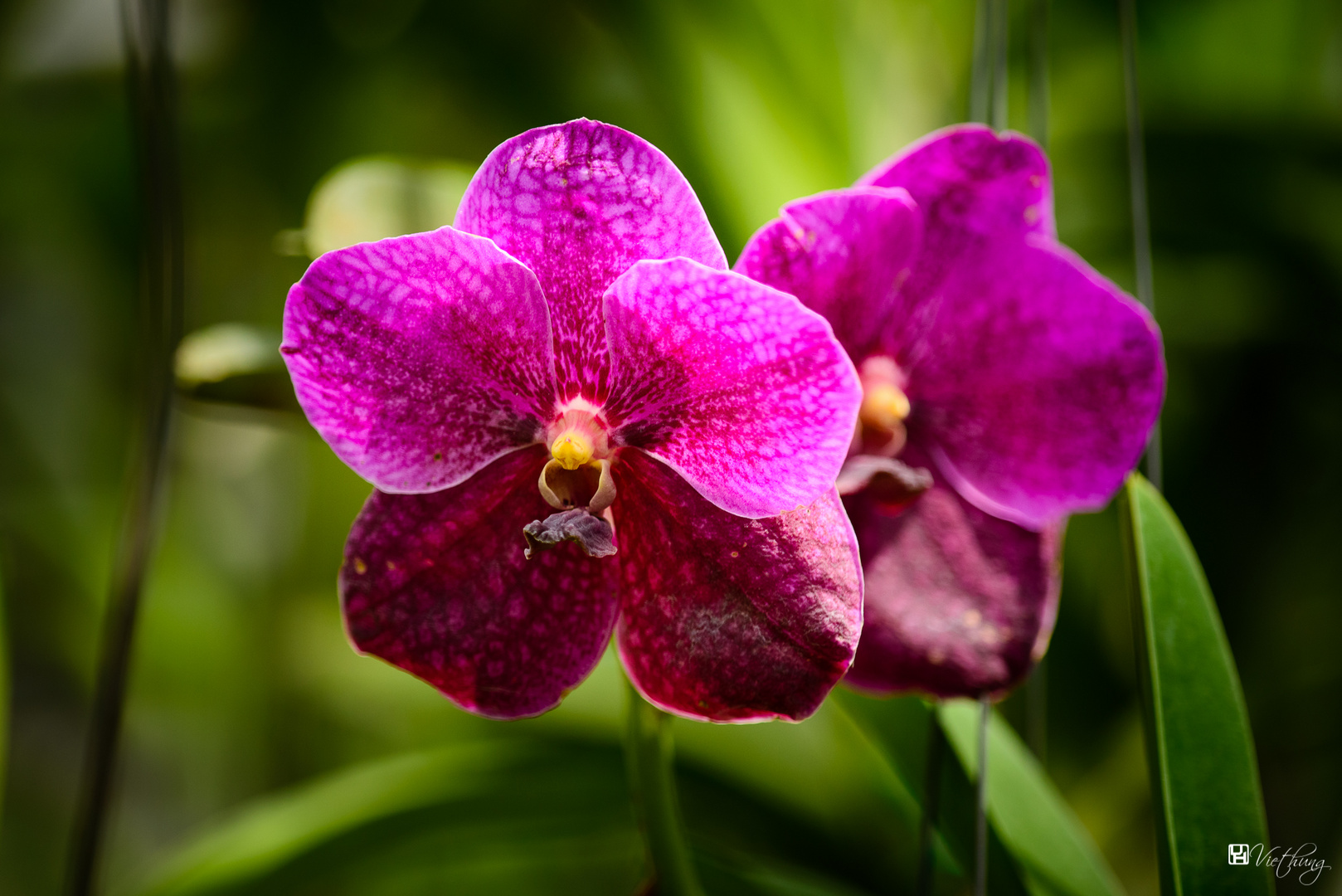 Vanda #2