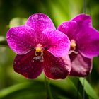 Vanda #2