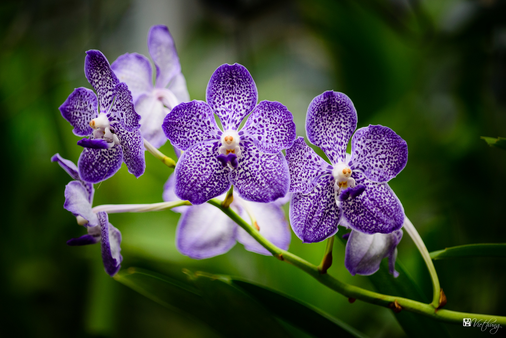 Vanda #3