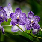 Vanda #3