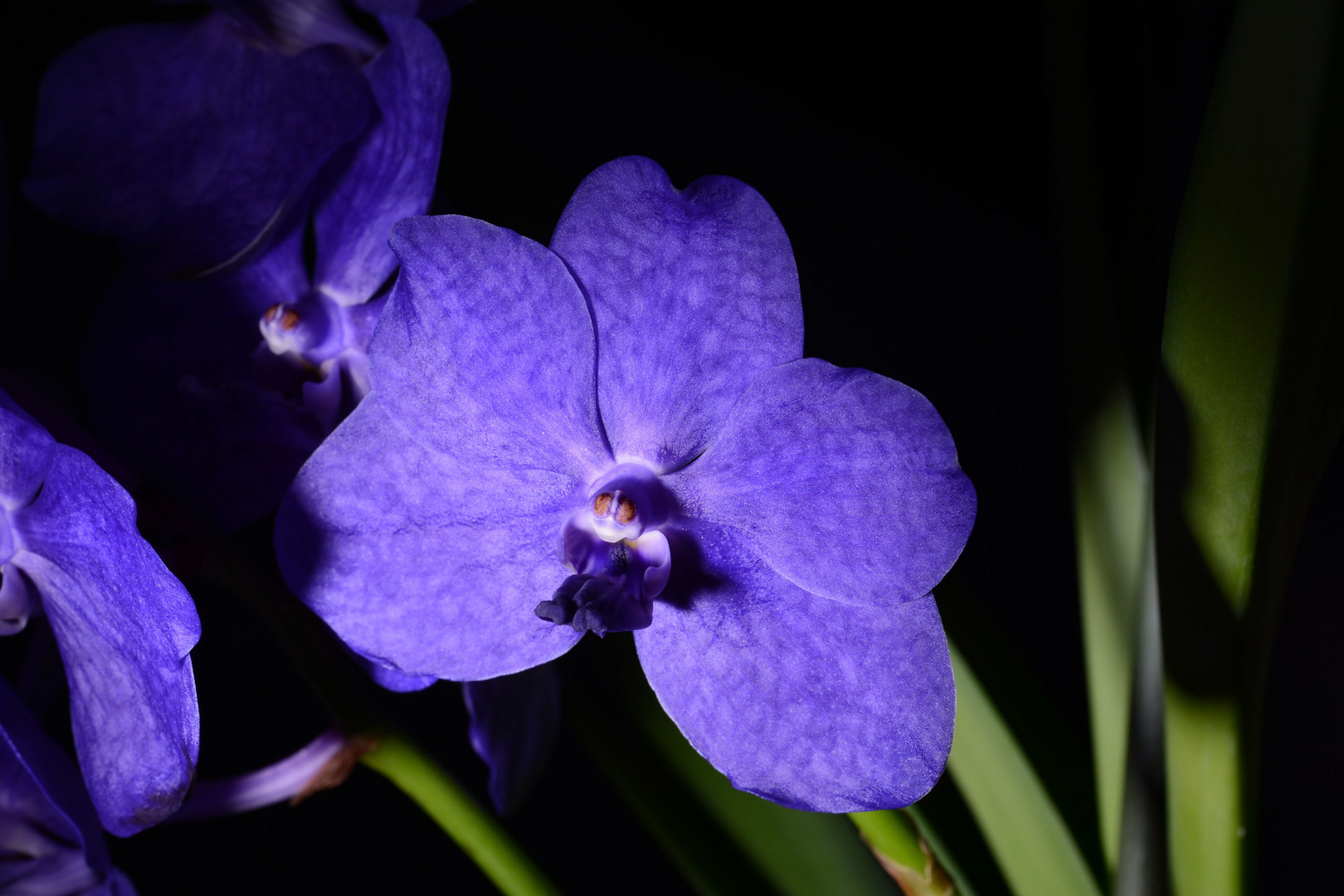 Vanda 4