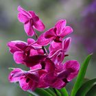 Vanda